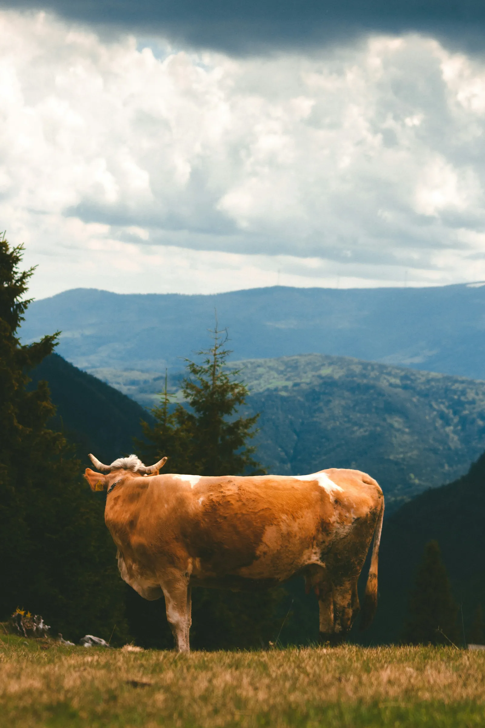 Rind auf der Bergweide unter Wolken