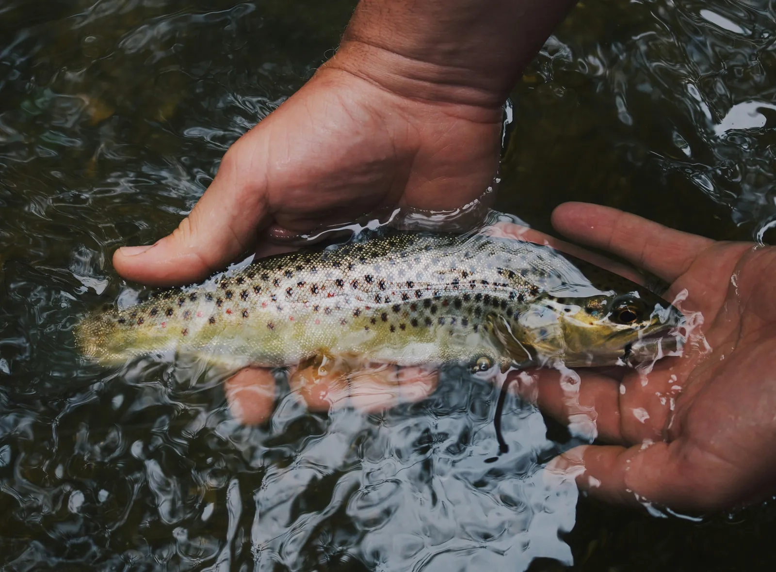 Bachforelle in zwei Händen im klaren Wasser