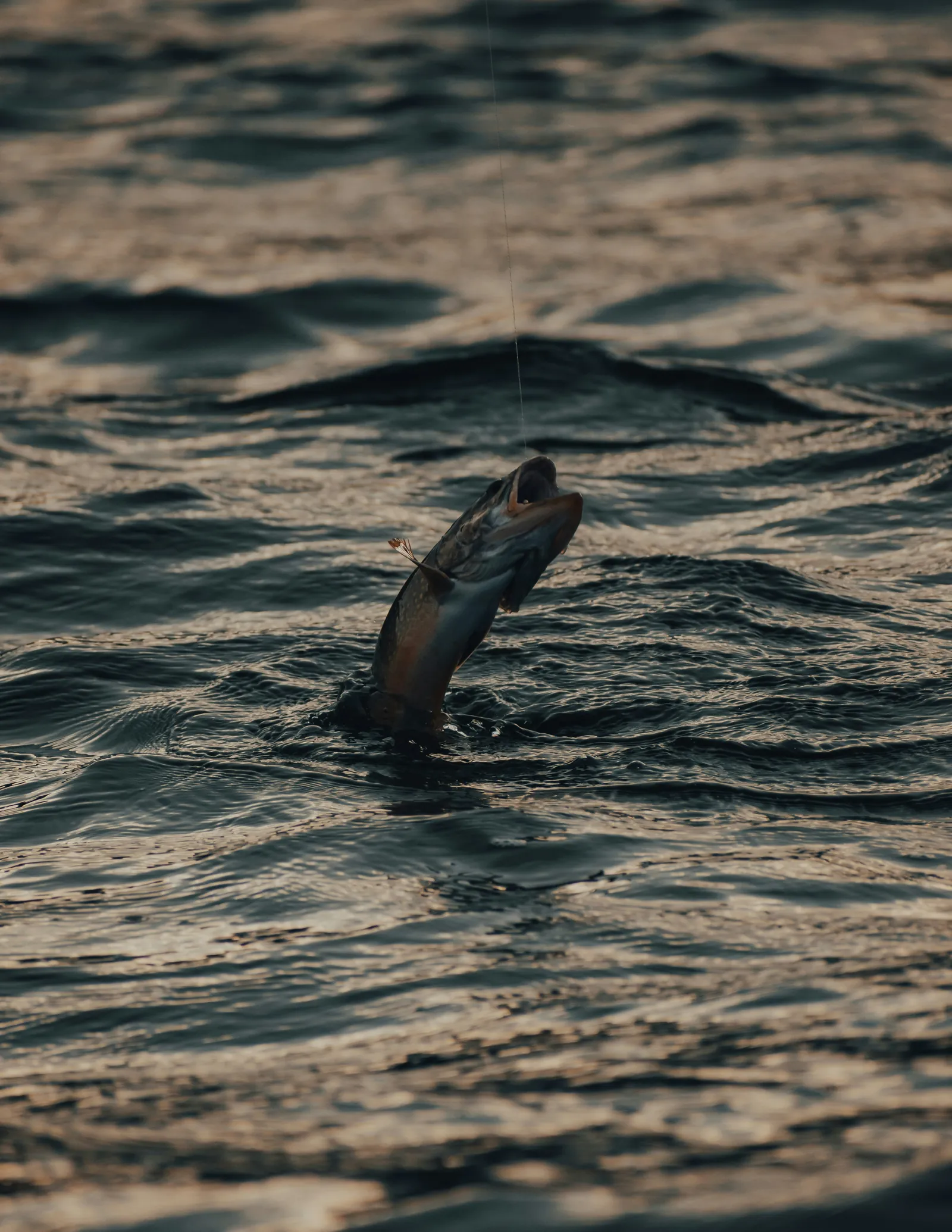 Forelle springt an der Angel aus dem Wasser