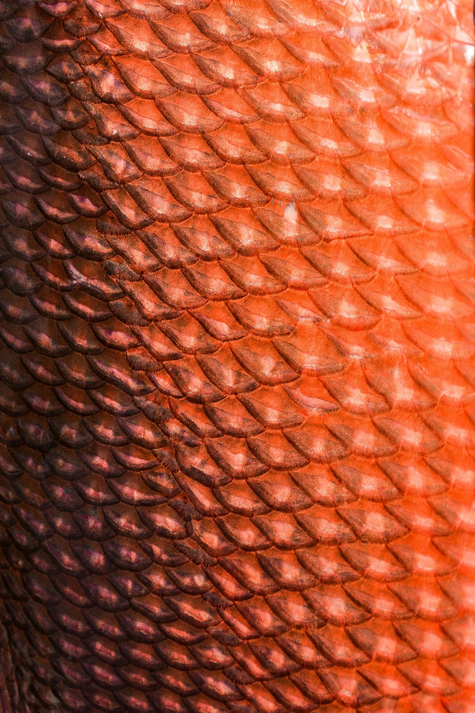 Fischschuppen, Nahaufnahme
